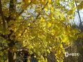 深秋时节，广西河池市南丹县的银杏树也悄然换上金黄的“衣装”。11月25日，明媚的阳光下，银杏树披着金衣满树灿烂，微风拂过，随风摇曳的银杏叶在空中翩翩起舞，铺满在地的叶子宛如金色地毯在迎接贵客的到来，如画美景吸引了不少游人前来打卡拍照，尽情享受秋日美好时光。（文/韦小芬 图/梁继晗）