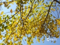 深秋时节，广西河池市南丹县的银杏树也悄然换上金黄的“衣装”。11月25日，明媚的阳光下，银杏树披着金衣满树灿烂，微风拂过，随风摇曳的银杏叶在空中翩翩起舞，铺满在地的叶子宛如金色地毯在迎接贵客的到来，如画美景吸引了不少游人前来打卡拍照，尽情享受秋日美好时光。（文/韦小芬 图/梁继晗）