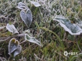 受冷空气影响，广西资源县11月30日傍晚开始气温明显下降，12月1日早晨，资源县城天气晴好，风力较小，最低气温只有1.5℃，出现今冬初霜。草丛上覆盖着薄薄浅白色的霜被，草叶上、土块上覆盖着一层白色的冰晶，像是披上了银白色的锦缎，在初升起的阳光照耀下闪闪发光。（图文/谭琼）