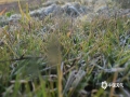 受冷空气影响，广西资源县11月30日傍晚开始气温明显下降，12月1日早晨，资源县城天气晴好，风力较小，最低气温只有1.5℃，出现今冬初霜。草丛上覆盖着薄薄浅白色的霜被，草叶上、土块上覆盖着一层白色的冰晶，像是披上了银白色的锦缎，在初升起的阳光照耀下闪闪发光。（图文/谭琼）