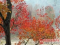 近期，雖然銀杏和紅楓逐漸飄落退場，但接檔的烏桕（jiù）撐住了場面，承包了桂林冬日的美麗！在市區的公園景區和漓江邊上，一片片烏桕色葉紅艷奪目，“烏桕赤于楓