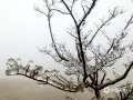 中国天气网广西站讯  受冷空气影响，今晨资源高山地区气温降到零下4℃。低温加上降雨让资源隘门界道路两侧植被出现雨凇，光秃秃的树枝上全部被冰覆盖，晶莹剔透。据桂林市气象台预报，春节期间资源仍然持续低温阴雨天气，高寒山区仍然会出现雨凇，并且会有道路结冰。（图/唐莉梅 文/胡静）