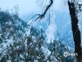 中国天气网广西站讯 近两天，广西迎来雨水间歇期，阳光全面回归。受辐射降温影响，桂北高寒山区最低气温仍在0℃以下，华南第一高峰猫儿山出现了大面积雾凇景观，晶莹剔透的雾凇仿佛给山林披上了一层银白色纱衣，把大山装扮成了银装素裹的世界。图为4日猫儿山的雾凇景象。（图/冯伟平 文/李向红）