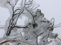中国天气网广西站讯 2月22日，桂林市尧山山顶出现结冰现象，山上草木的枝叶有的被冰包裹着，晶莹剔透；有的则被冰粒附着其上。远远望去，整个山头如“白了头”一般！这种冰封景色，吸引了不少市民前去观赏拍照。（图文/彭文婧）