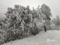 中國天氣網(wǎng)廣西站訊  受持續(xù)低溫陰雨天氣影響，2月22日，東蘭縣三石鎮(zhèn)神仙山出現(xiàn)雨凇景觀。千枝萬葉鍍滿厚厚的冰層，如琥珀般晶瑩透亮。（文/覃宏宇 圖/韋柳佳）