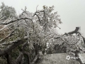 中國(guó)天氣網(wǎng)廣西站訊  受持續(xù)低溫陰雨天氣影響，2月22日，東蘭縣三石鎮(zhèn)神仙山出現(xiàn)雨凇景觀。千枝萬葉鍍滿厚厚的冰層，如琥珀般晶瑩透亮。（文/覃宏宇 圖/韋柳佳）