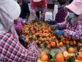 2月23日，广西各地结束了持续一个月的低温阴雨天气，天空放晴，各地农友积极开展农事活动。图为2月23日，罗城果农纷纷抓住有利时机采摘柑橘。（文/秦晓翠 图/雷新玉）