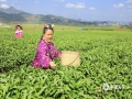 3月7日，廣西來賓市象州縣妙皇鄉(xiāng)1000多畝生態(tài)古琶茶園種植基地，漫山的茶樹錯(cuò)落有致，一行行茶樹抽芽吐綠，生機(jī)盎然。當(dāng)?shù)夭柁r(nóng)紛紛趁著晴好天氣抓緊農(nóng)時(shí)采摘今年第一批春茶。（圖/吳永才 文/蘇慶紅）