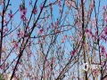 近来，河池金城江区气温迅速回升，3月8日城区郊外的山桃开花了。白色、粉色的花朵缀满枝头，迎着微风摇曳着柔美的身姿，在绿叶和蓝天的映衬下显得更加娇艳，可入诗亦可入画。（图文/陈丽娜）
