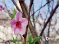 近來，河池金城江區(qū)氣溫迅速回升，3月8日城區(qū)郊外的山桃開花了。白色、粉色的花朵綴滿枝頭，迎著微風搖曳著柔美的身姿，在綠葉和藍天的映襯下顯得更加嬌艷，可入詩亦可入畫。（圖文/陳麗娜）