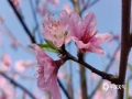中国天气网广西站讯 近来，河池金城江区气温迅速回升，3月8日城区郊外的山桃开花了。白色、粉色的花朵缀满枝头，迎着微风摇曳着柔美的身姿，在绿叶和蓝天的映衬下显得更加娇艳，可入诗亦可入画。（图文/陈丽娜）