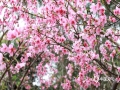 中国天气网广西站讯 阳春三月，广西防城港市风里充满了春天的味道，樱花盛开。今天（11日），通讯员漫步在樱花树下，微风一吹，花瓣飘落，犹如一只粉色的蝴蝶，为城市添加了一抹明显的“春”粉色。（图文/韦樊妮）