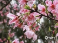 阳春三月，广西防城港市风里充满了春天的味道，樱花盛开。今天（11日），通讯员漫步在樱花树下，微风一吹，花瓣飘落，犹如一只粉色的蝴蝶，为城市添加了一抹明显的“春”粉色。（图文/韦樊妮）