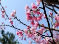 阳春三月，广西防城港市风里充满了春天的味道，樱花盛开。今天（11日），通讯员漫步在樱花树下，微风一吹，花瓣飘落，犹如一只粉色的蝴蝶，为城市添加了一抹明显的“春”粉色。（图文/韦樊妮）