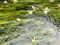 近日，桂林氣溫回升，桂林永福縣百壽鎮(zhèn)的海菜花已經(jīng)盛開。3月13日，通訊員在永福海菜花濕地看到星星點(diǎn)點(diǎn)的海菜花鋪滿小河，花朵隨著水流波動(dòng)，好看極了。海菜花是中國獨(dú)有的珍稀瀕危水生藥用植物，它對(duì)水質(zhì)污染很敏感，只要水有些污染，海菜花就會(huì)死亡，因此，海菜花又被稱為環(huán)保花。（圖文/唐莉梅）