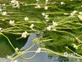 近日，桂林氣溫回升，桂林永福縣百壽鎮(zhèn)的海菜花已經(jīng)盛開。3月13日，通訊員在永福海菜花濕地看到星星點(diǎn)點(diǎn)的海菜花鋪滿小河，花朵隨著水流波動(dòng)，好看極了。海菜花是中國獨(dú)有的珍稀瀕危水生藥用植物，它對水質(zhì)污染很敏感，只要水有些污染，海菜花就會(huì)死亡，因此，海菜花又被稱為環(huán)?；ā＃▓D文/唐莉梅）