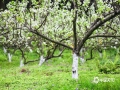 “忽如一夜春風(fēng)來，千樹萬樹梨花開”。3月14日，在來賓市象州縣馬坪鎮(zhèn)東岸村的青花梨種植基地里，梨花正翹首枝頭迎風(fēng)綻放，一簇簇的，美不勝收。梨花開放，附近游客聞香而至，在梨花林中賞花拍照。（圖/吳永才 文/蘇慶紅）