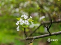 “忽如一夜春風(fēng)來，千樹萬樹梨花開”。3月14日，在來賓市象州縣馬坪鎮(zhèn)東岸村的青花梨種植基地里，梨花正翹首枝頭迎風(fēng)綻放，一簇簇的，美不勝收。梨花開放，附近游客聞香而至，在梨花林中賞花拍照。（圖/吳永才 文/蘇慶紅）