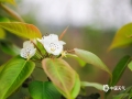 “忽如一夜春風(fēng)來，千樹萬樹梨花開”。3月14日，在來賓市象州縣馬坪鎮(zhèn)東岸村的青花梨種植基地里，梨花正翹首枝頭迎風(fēng)綻放，一簇簇的，美不勝收。梨花開放，附近游客聞香而至，在梨花林中賞花拍照。（圖/吳永才 文/蘇慶紅）