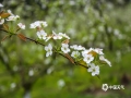 “忽如一夜春風(fēng)來，千樹萬樹梨花開”。3月14日，在來賓市象州縣馬坪鎮(zhèn)東岸村的青花梨種植基地里，梨花正翹首枝頭迎風(fēng)綻放，一簇簇的，美不勝收。梨花開放，附近游客聞香而至，在梨花林中賞花拍照。（圖/吳永才 文/蘇慶紅）