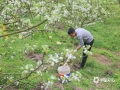 “忽如一夜春風(fēng)來，千樹萬樹梨花開”。3月14日，在來賓市象州縣馬坪鎮(zhèn)東岸村的青花梨種植基地里，梨花正翹首枝頭迎風(fēng)綻放，一簇簇的，美不勝收。梨花開放，附近游客聞香而至，在梨花林中賞花拍照。（圖/吳永才 文/蘇慶紅）