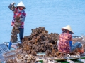 中国天气网讯 春日盎然，靠海吃海的北海人，趁着春日晴朗开展海上生蚝的采收工作，试养殖的黄金蚝个头肥美，养殖户们喜悦不已。（文/刘宇菲 图/吴杰）