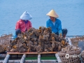 中國天氣網(wǎng)訊 春日盎然，靠海吃海的北海人，趁著春日晴朗開展海上生蠔的采收工作，試養(yǎng)殖的黃金蠔個頭肥美，養(yǎng)殖戶們喜悅不已。（文/劉宇菲 圖/吳杰）