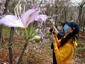 青秀山的春天从来不让人失望，先是红红粉粉的桃花、樱花，再到漫天灿烂的黄花风铃木。直接刷爆了南宁人的朋友圈。这几天，经过一场大雨，樱花、黄花风铃木等好多花都谢得差不多了，没关系，错过了第一波春色，还有第二波春色。3月25日，记者在青秀山兰园绚兰花田看到，近20万株金鱼草已迎春灿烂绽放，铺满整个花田。（图文/赵金玲 赖有光）