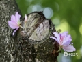 近期柳州暖意十足，柳東路、蟠龍路、江濱公園的紫荊花全然盛開，呈現(xiàn)出一幅浪漫的春光圖，美不勝收。市民朋友紛紛前往觀賞、合影留念。圖為4月8日通訊員拍攝的萬紫千紅的紫荊花海將整座城市點綴，賦予其春日的美好生機。（圖文/潘思宇）