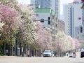 近期柳州暖意十足，柳東路、蟠龍路、江濱公園的紫荊花全然盛開，呈現(xiàn)出一幅浪漫的春光圖，美不勝收。市民朋友紛紛前往觀賞、合影留念。圖為4月8日通訊員拍攝的萬(wàn)紫千紅的紫荊花海將整座城市點(diǎn)綴，賦予其春日的美好生機(jī)。（圖文/潘思宇）