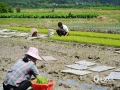 中國(guó)天氣網(wǎng)廣西站訊 4月13日一場(chǎng)春雨過后，萬(wàn)物復(fù)蘇，空氣格外清新，廣西羅城縣的農(nóng)民朋友抓住有利時(shí)機(jī)及時(shí)開展春耕、春播等各項(xiàng)農(nóng)事活動(dòng)，田間地頭處處一派忙碌的景象。（文/謝翰學(xué) 圖/蒙澤）