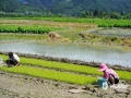 中國(guó)天氣網(wǎng)廣西站訊 4月13日一場(chǎng)春雨過后，萬(wàn)物復(fù)蘇，空氣格外清新，廣西羅城縣的農(nóng)民朋友抓住有利時(shí)機(jī)及時(shí)開展春耕、春播等各項(xiàng)農(nóng)事活動(dòng)，田間地頭處處一派忙碌的景象。（文/謝翰學(xué) 圖/蒙澤）