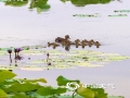 4月21日，广西南宁南湖湿地公园内一派生机勃勃的景象，一群刚破壳10天左右的小野鸭，在母鸭的带领下畅游湖中，时而来到岸边觅食，毛茸茸的十分可爱。（图/曾海科）