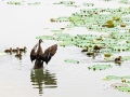 4月21日，广西南宁南湖湿地公园内一派生机勃勃的景象，一群刚破壳10天左右的小野鸭，在母鸭的带领下畅游湖中，时而来到岸边觅食，毛茸茸的十分可爱。（图/曾海科）