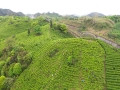 “三月鹧鸪满山游，四月江水到处流，采茶姑娘茶山走，茶歌飞上白云头。”春季，万物生长，茶叶吐绿。在桂林市临桂区五通茶场层层叠叠的生态茶园里，绿意正浓，嫩绿的茶树冒出颗颗牙尖，处处一派茶园春色的醉人景象。当代“刘三姐”在梯田状的茶园里，双手如飞，熟练地将一片片鲜嫩的茶叶收入背袋中。茶园旁飞驰而过的动车，与绿色茶山交织成为一幅生机勃勃的春景图。（图/莫培矩）