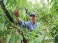 中国天气网讯 5月19日，在来宾市象州县寺村镇农户种植的50亩桃子喜获丰收，迎来采摘季。（图/吴永才、文/苏庆红） ​​​​