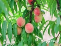中国天气网讯 5月19日，在来宾市象州县寺村镇农户种植的50亩桃子喜获丰收，迎来采摘季。（图/吴永才、文/苏庆红） ​​​​