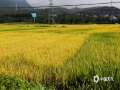 又到一年七月中，百色田阳区早稻逐渐进入成熟期。禾穗泛黄，远远看去，宛如一幅美丽的金黄画卷。（文/周冬梅 图/卢旋芳）