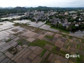 中国天气网讯 7月15日，钦州市康熙岭镇板坪村委片区，当地农民抢抓农时忙夏种，积极利用机械化方式犁地耙田、栽插秧苗等，陆续掀起夏种热潮，积极为晚稻增产丰收夯实基础，田间地头一派忙碌景象。（图文/李斌喜 ）