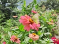 中国天气网讯 近日，广西百色那坡百日菊娇俏迷人的身姿，不仅引得市民围观，更招来了蜜蜂和蝴蝶的驻足，成为了盛夏时节中一道美丽的风景。（文/黄丽娜 图/谭金闪）