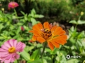 中国天气网讯 近日，广西百色那坡百日菊娇俏迷人的身姿，不仅引得市民围观，更招来了蜜蜂和蝴蝶的驻足，成为了盛夏时节中一道美丽的风景。（文/黄丽娜 图/谭金闪）