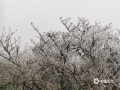 中国天气网讯 受寒潮天气影响，11月30日，位于广西桂林海洋山脉的灌阳县宝盖山上出现今年下半年首场凇花美景。厚厚的雨凇包裹、悬挂在树枝、竹叶、山草上，变成了冰雪之国。（图文/王熙军）