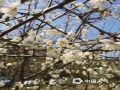 广西天气网广西站讯 2022年的最后一天，南宁暖阳高照，台湾花卉产业园里梅花开得正欢，梅香随风浮动引来了采蜜的小蜜蜂。（文/黄丽娜 图/韦坚）