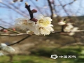 广西天气网广西站讯 2022年的最后一天，南宁暖阳高照，台湾花卉产业园里梅花开得正欢，梅香随风浮动引来了采蜜的小蜜蜂。（文/黄丽娜 图/韦坚）