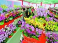 1月19日，在南宁市各个花卉市场，不少市民纷纷前来购买各种鲜花和绿植喜迎新春。（图/周军）