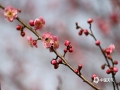 中国天气网讯 大年初一（1月22日），在桂林独秀峰景区，红梅雨中绽放，喜迎新春。（文/阳薇 图/周媛媛）