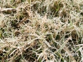 1月25日早晨，广西来宾市忻城县果遂镇出现霜冻天气。草地、菜叶上都覆着银白色的一层霜。（图/韦宝辉 文/苏庆红）
