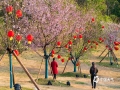 中国天气网讯 1月25日大年初四，广西南宁暖阳高照，青秀山的樱花也开得正欢，春暖花开的美景吸引了市民纷纷前往游玩观赏。（文/黄丽娜 图/曾海科）