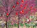 中国天气网讯 1月25日大年初四，广西南宁暖阳高照，青秀山的樱花也开得正欢，春暖花开的美景吸引了市民纷纷前往游玩观赏。（文/黄丽娜 图/曾海科）