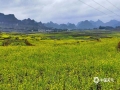 中国天气网讯  近日，广西河池市南丹县油菜花迎春绽放，山野田间金灿灿的油菜花海接连天际，尽显田园好风光。（图/曾海科）